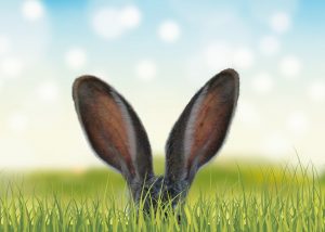 ウサギの耳の画像