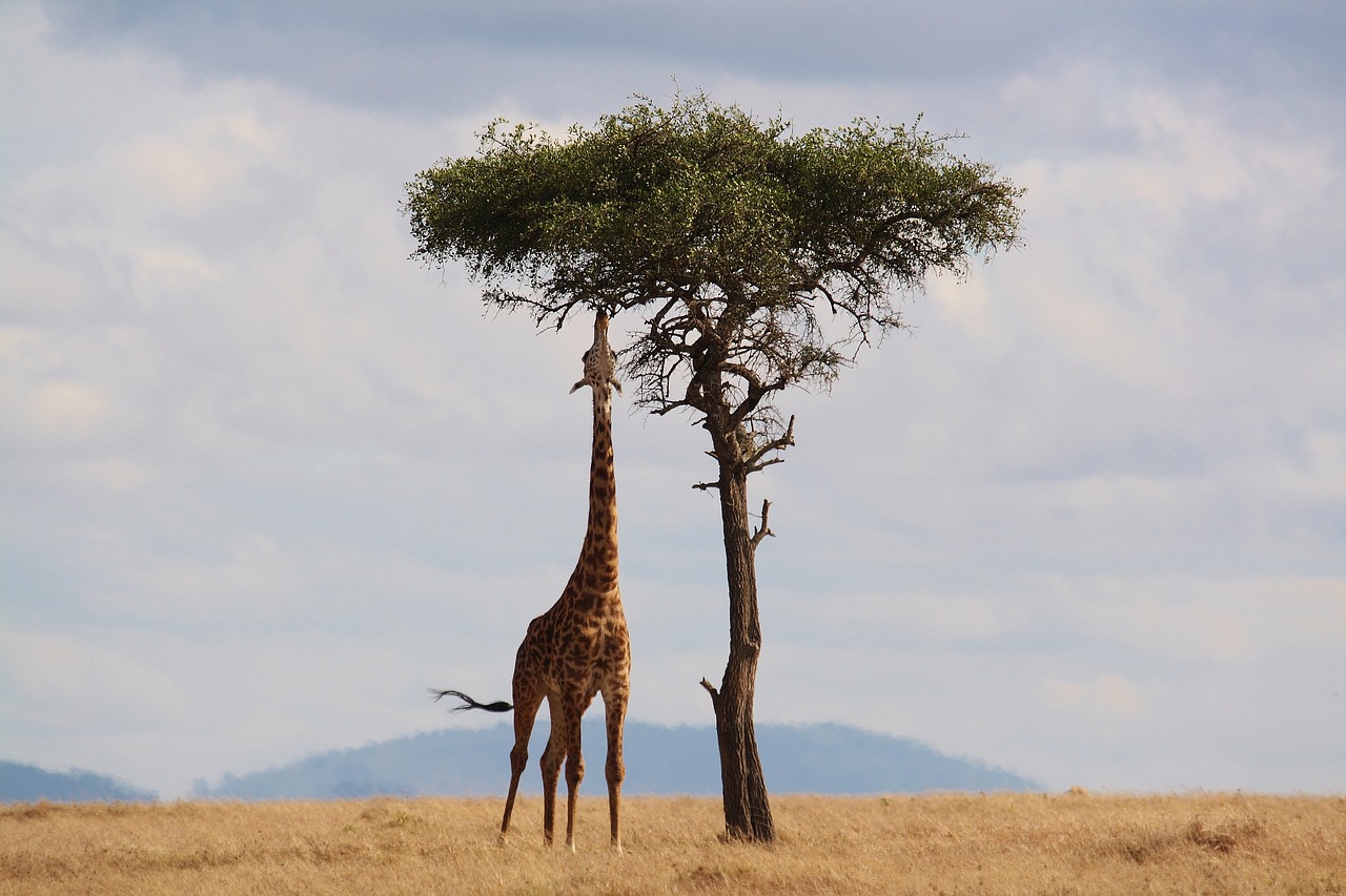 アフリカのキリンの画像